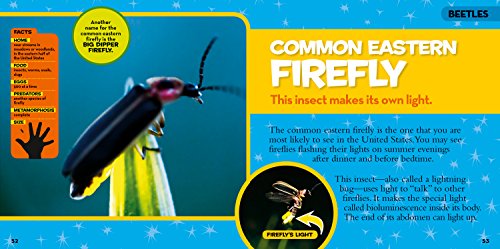 Little Kids First Big Book Of Bugs