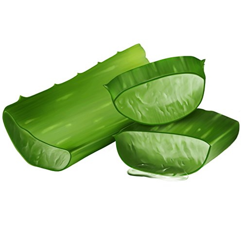 logona Natural de Humedad de Maquillaje Champú Bio de Aloe Vera, hidratantes Cuidado para Cabello strapaziertes, Protege contra el austrocknen, con Bio de extractos, 250 ml