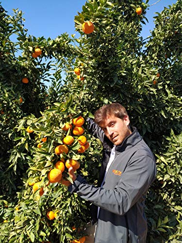 Mandarinas de Valencia DOLSOL. (10kg) De familia de agricultores con campos en Tavernes de la Valldigna desde 1977. ¡El sabor es lo nuestro!