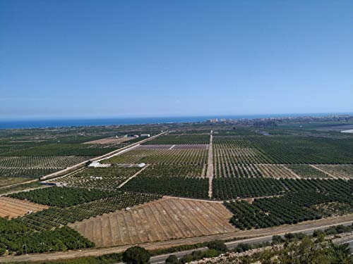 Mandarinas de Valencia DOLSOL. (10kg) De familia de agricultores con campos en Tavernes de la Valldigna desde 1977. ¡El sabor es lo nuestro!