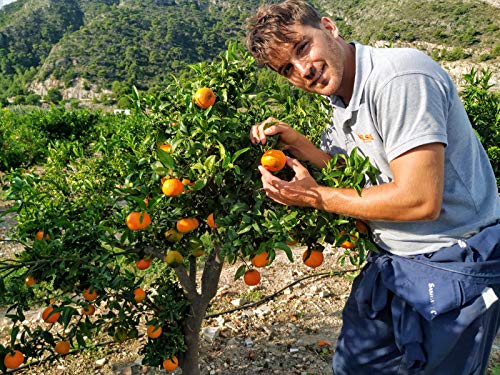 Mandarinas de Valencia DOLSOL. (10kg) De familia de agricultores con campos en Tavernes de la Valldigna desde 1977. ¡El sabor es lo nuestro!