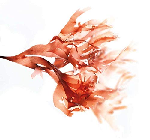 Mascarilla facial hidratante de alginato en polvo, removedor de espinillas Mascarilla puntos negros Mascarilla Vegan, sin aclarado, exfoliante 200 g (Máscara revitalizante de minerales y algas)