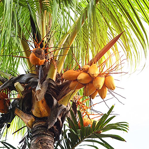 Meracus - Aceite de coco orgánico, sabor neutro (desodorizado) en vaso de plancha, 1 unidad (1 x 1 l)