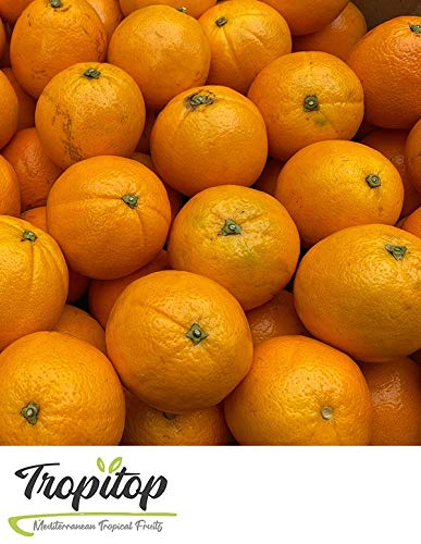 Naranjas para zumo de Valencia | Naturales y frescas- 4 Kg aprox