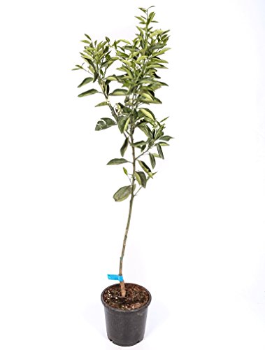 Naranjo - Maceta 22cm - Altura total aprox. 1'30cm. - Planta viva - (Envíos sólo a Península)