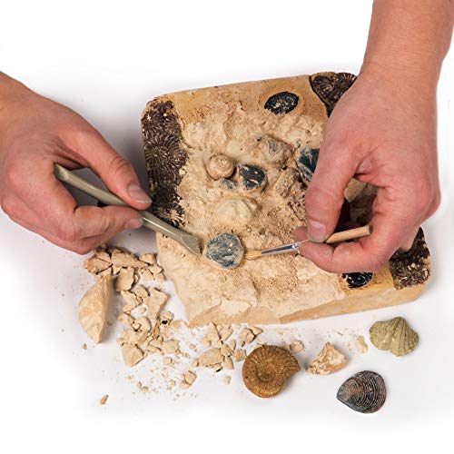 National Geographic Kit de yacimiento de fósiles Reales, 15 fósiles