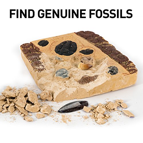 National Geographic Kit de yacimiento de fósiles Reales, 15 fósiles