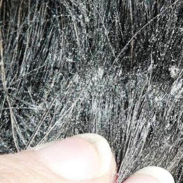 Peticare Perro Tratamiento Eficaz - 100% Biológico contra Picor, Hongos y Anti-Ácaros en Perros, Demódex, Ácaros de la Sarna y Otras Especies, Detiene Picazon Fuerte - petDog Protect 2101