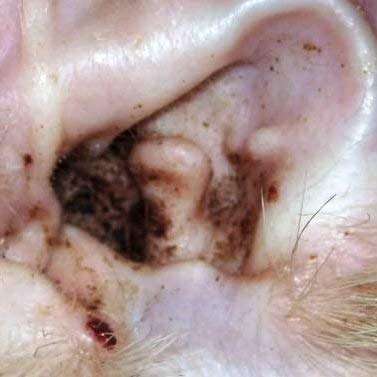 Peticare Perro Tratamiento Eficaz - 100% Biológico contra Picor, Hongos y Anti-Ácaros en Perros, Demódex, Ácaros de la Sarna y Otras Especies, Detiene Picazon Fuerte - petDog Protect 2101