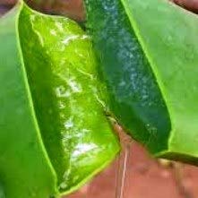 Planta Aloe Vera Natural Eco Maceta 13 cm PORTES GRATIS