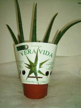 Planta Aloe Vera Natural Eco Maceta 13 cm PORTES GRATIS