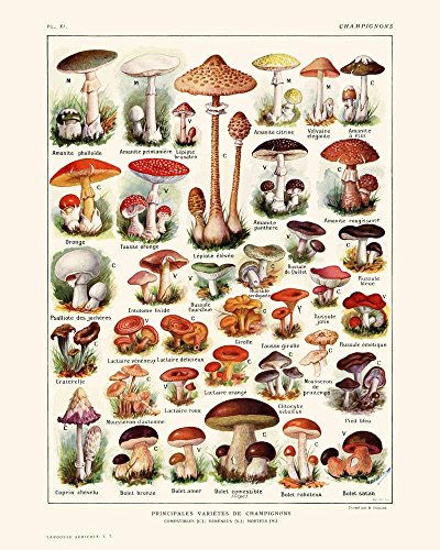 Póster de hongos con ilustración vintage 3 – arte de seta – Decoración del hogar – arte de cocina – ciencia botánica – Larousse – VP1017UK, algodón, 50 x 70 cm