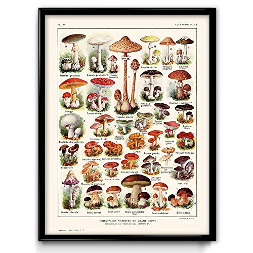 Póster de hongos con ilustración vintage 3 – arte de seta – Decoración del hogar – arte de cocina – ciencia botánica – Larousse – VP1017UK, algodón, 50 x 70 cm