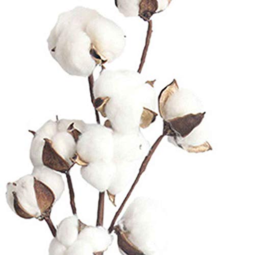 rongweiwang 10 Jefes de Gossypium pétalos de Flores secas Naturales Artificiales algodón Rama Flor Falsa Madre