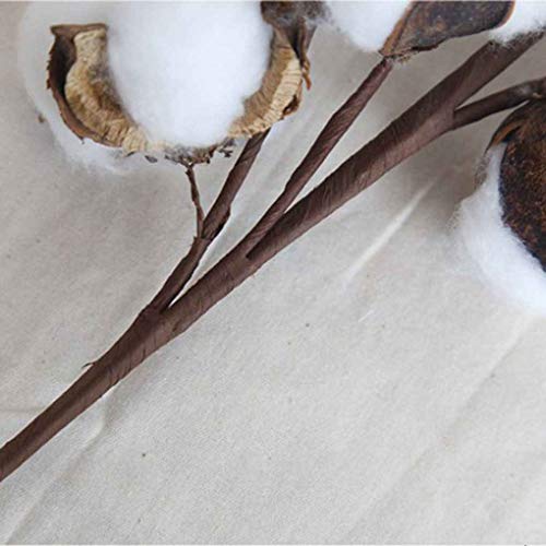 rongweiwang 10 Jefes de Gossypium pétalos de Flores secas Naturales Artificiales algodón Rama Flor Falsa Madre