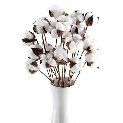 Ruiuzioong - Llenador de flores artificiales de algodón seco natural para decoración del hogar (20 unidades)