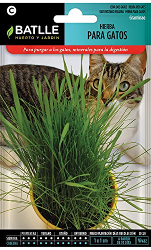 Semillas Aromáticas - Hierba para gatos - Batlle