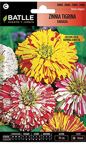Semillas de Flores - Zinnia Tigrina variada - Batlle