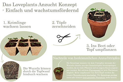 Set de cultivo de hierbas de té orgánico con 3 variedades de semillas de hierba, como menta verde, salvia y limón, set de regalo para cualquier ocasión, regalo ideal para hombres y mujeres.