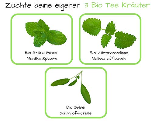 Set de cultivo de hierbas de té orgánico con 3 variedades de semillas de hierba, como menta verde, salvia y limón, set de regalo para cualquier ocasión, regalo ideal para hombres y mujeres.