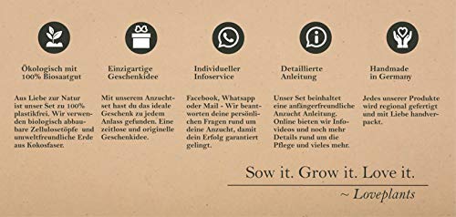 Set de cultivo de hierbas de té orgánico con 3 variedades de semillas de hierba, como menta verde, salvia y limón, set de regalo para cualquier ocasión, regalo ideal para hombres y mujeres.