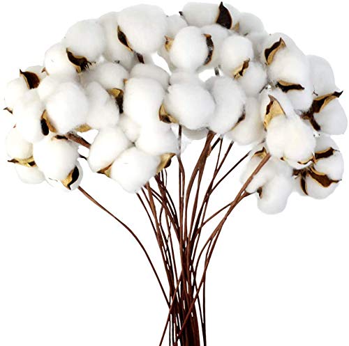 Tallos de algodón seco Flores de algodón Manojo Tallos de algodón real Flor de algodón sintético Estilo de casa de campo Exhibición floral Inicio Boda Arreglos florales Decoración (20 piezas)