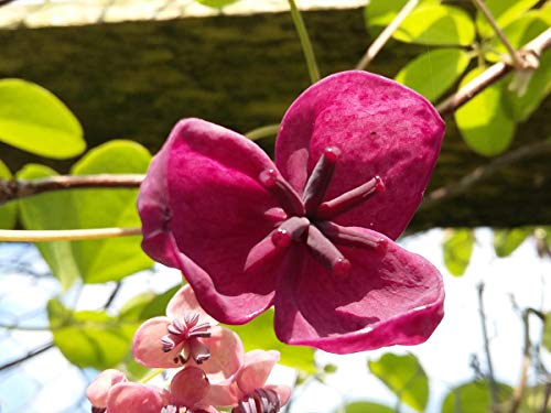 Vid de chocolate, Akebia quinata, sutilmente perfumada, flores únicas, rara vez ofrecidas, ideal para el clima del Reino Unido, planta de 20-25 cm en una maceta de 7 cm.
