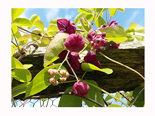 Vid de chocolate, Akebia quinata, sutilmente perfumada, flores únicas, rara vez ofrecidas, ideal para el clima del Reino Unido, planta de 20-25 cm en una maceta de 7 cm.