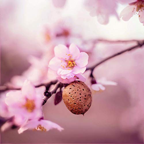 Weleda Crema Corporal, 200 ml, 1 unidad