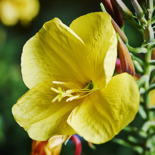 WELEDA Crema de Día Redensificante de Onagra (1x 30 ml)