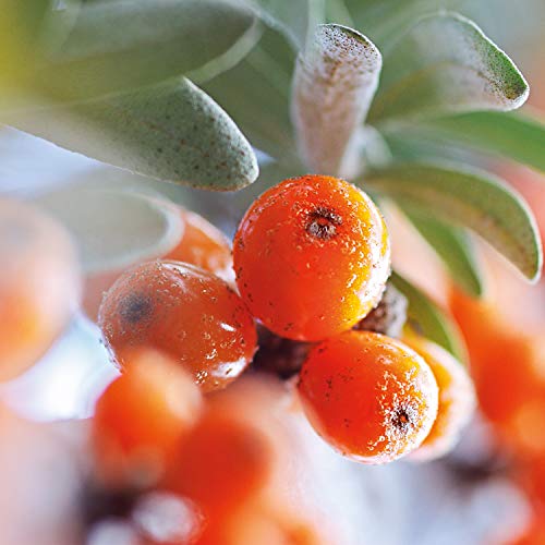 WELEDA Crema de Manos Hidratante de Espino Amarillo (1x 50 ml)