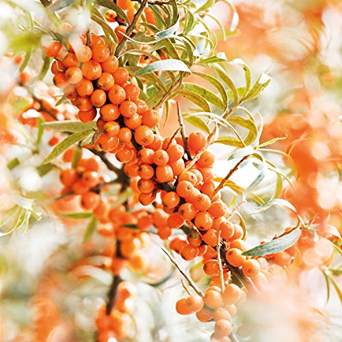 WELEDA Crema de Manos Hidratante de Espino Amarillo (1x 50 ml)