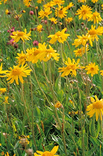 Weleda Gel de Ducha Arnica, 200 ml, 1 unidad