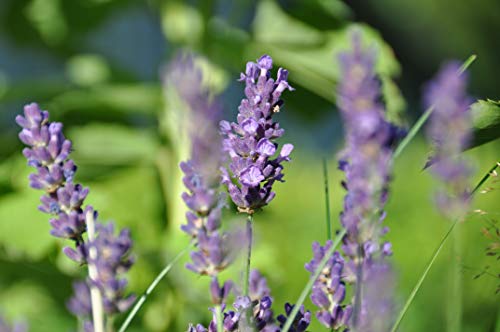 Weleda Lavender Relaxing - aceites corporales (Hydrating, Botella, Prunus Amygdalus Dulcis (Sweet Almond) Oil, Sesamum Indicum (Sesame) Seed Oil, Lavandula Angustifoli, Apply a few drops and massage into slightly damp, clean skin after bath or shower. For