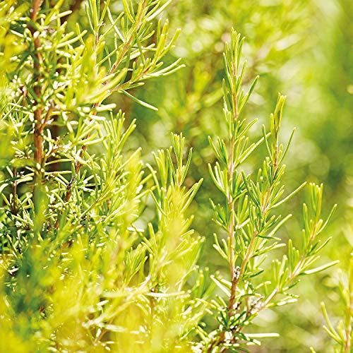 Weleda Romero, Set Emulsión de Baño, 200 ml