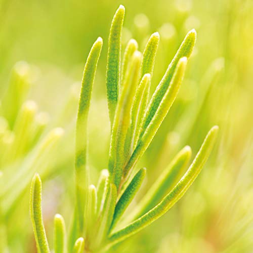 Weleda Romero, Set Emulsión de Baño, 200 ml