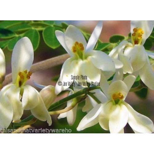 10 semillas del árbol de Moringa oleifera Semillas rápido cultivador flores blancas tolerante a la sequía tropicales