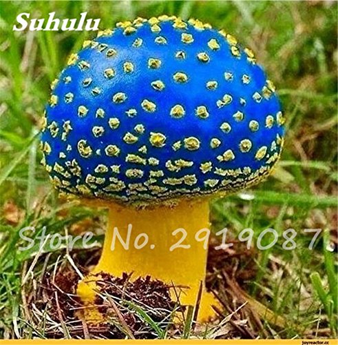 100 PC Semillas seta colorida de plantas comestibles Succlent Semillas de setas vegetal verde Ornamenta saludable para Happy Farm 20