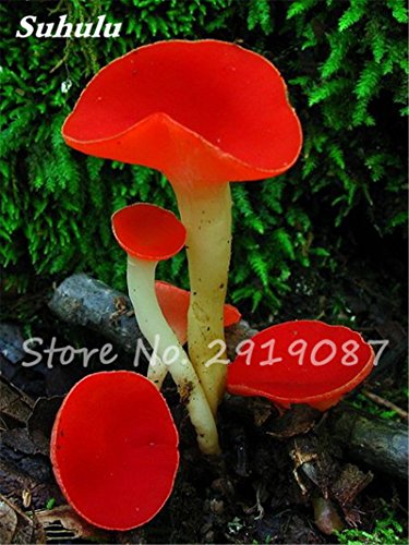 100 PC Semillas seta colorida de plantas comestibles Succlent Semillas de setas vegetal verde Ornamenta saludable para Happy Farm 20