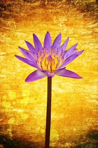 111 haikus zen pour une vie meilleure (Haikus pour tous les jours t. 1) (French Edition)