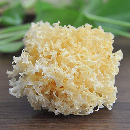 天马 银耳 白木耳川珍银耳椴木雪耳四川糯耳无熏硫干货山珍土特产150g袋装 Tremella tianma, Tremella fuciformis, Tremella fuciformis, Tremella fuciformis, Tremella fuciformis, Tremella fuciformis, Tremella fuciformis, Tremella fuciformis