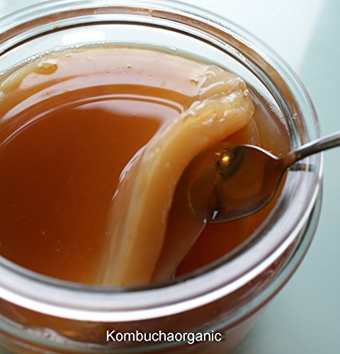 2 Kombucha Kamp Genuine KOMBUCHA CULTURES (2 LG SCOBY + 2 Cup Strong START LIQUID - Makes 2 Gallons) by Kombucha Kamp