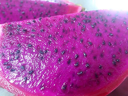 20 PURPLE DRAGON FRUIT (Pitaya / Pitahaya / Strawberry Pear) Hylocereus Undatus Cactus Seeds by Seedville