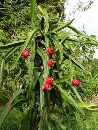 20 WHITE DRAGON FRUIT (Pitaya / Pitahaya / Strawberry Pear) Hylocereus Undatus Cactus Seeds by Seedville