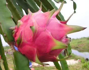 20 WHITE DRAGON FRUIT (Pitaya / Pitahaya / Strawberry Pear) Hylocereus Undatus Cactus Seeds by Seedville