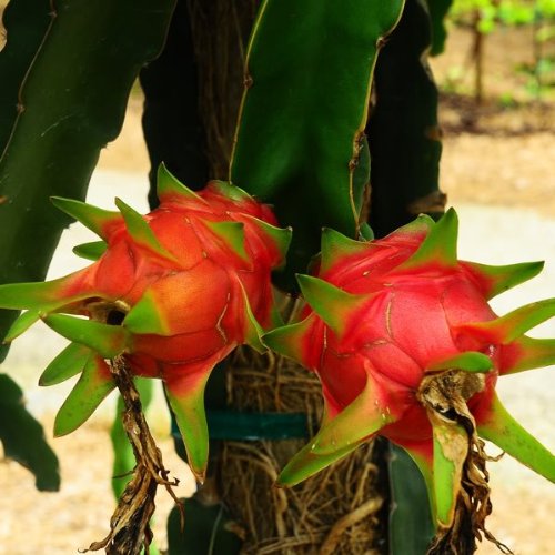 20 WHITE DRAGON FRUIT (Pitaya / Pitahaya / Strawberry Pear) Hylocereus Undatus Cactus Seeds by Seedville
