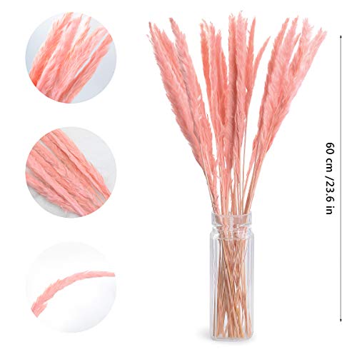 30PCS Hierba de Pampa Pequeña Seca,Natural Pampas Secas Grass Manojo Flores,Decoración del Hogar Hierba de Pampa,Ramo de Flores Decoración del Hogar Fiesta Boda del Hotel (Rosado)