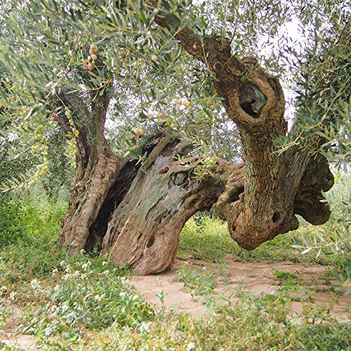 9 Oliveres Aceite de Oliva Virgen Extra. Olivos Milenarios. Variedad Blanqueta. Cosecha 2019 - 2020. Variedades: 100% Blanqueta. Formato Lata (2 x 2,5 Litros)