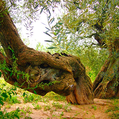 9 Oliveres Aceite de Oliva Virgen Extra. Olivos Milenarios. Variedad Blanqueta. Cosecha 2019 - 2020. Variedades: 100% Blanqueta. Formato Lata (2 x 2,5 Litros)