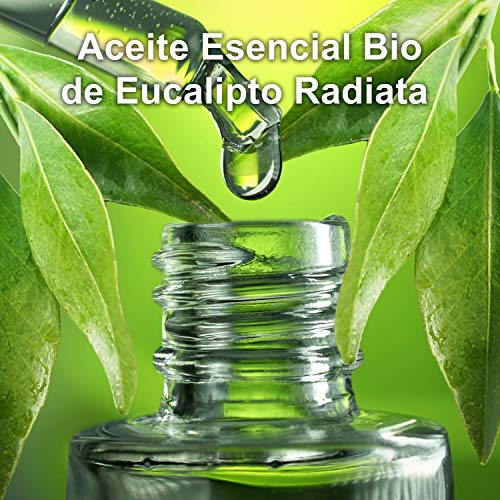 Aceite Esencial de Eucalipto Radiata Puro 30ml, 100% Natural y Bio | Aroma Refrescante Para Resfriados Tos Respirar Mejor | Ideal para Humidificador Ultrasónico Aromaterapia | Fabricado en Francia